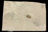 Mississippian Trilobite (Ameropiltonia) - Missouri #77999-1